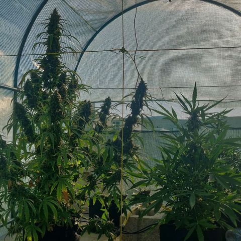 AutoEuforia growlog timeline photo