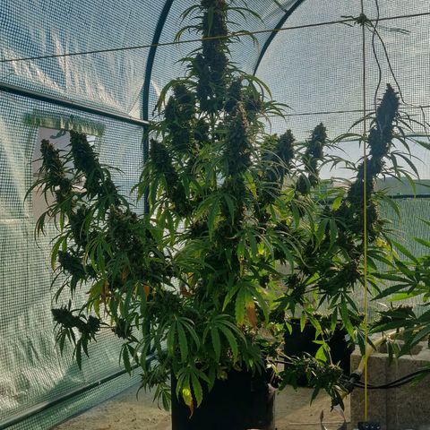 AutoEuforia growlog timeline photo