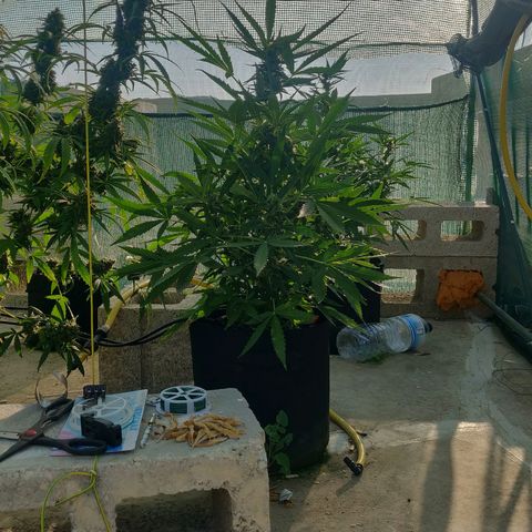 AutoEuforia growlog timeline photo