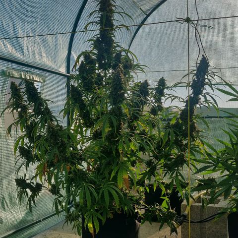 AutoEuforia growlog timeline photo