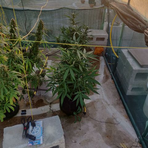 AutoEuforia growlog timeline photo