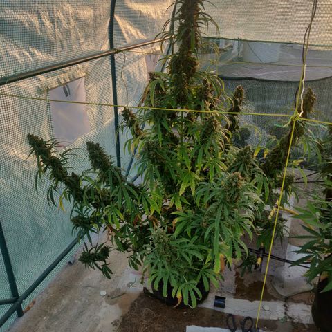 AutoEuforia growlog timeline photo