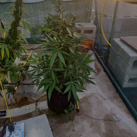 AutoEuforia growlog timeline photo