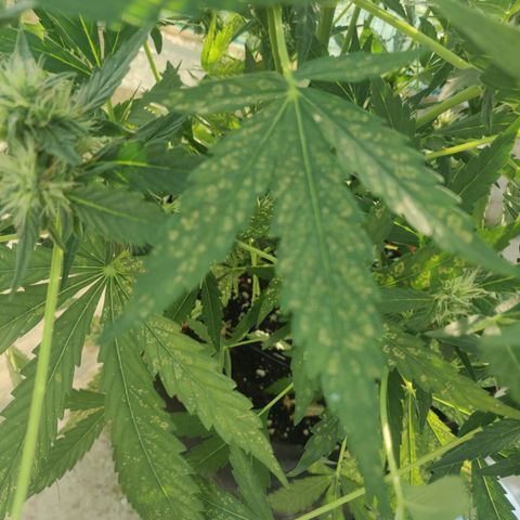 AutoEuforia growlog timeline photo