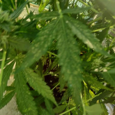 AutoEuforia growlog timeline photo
