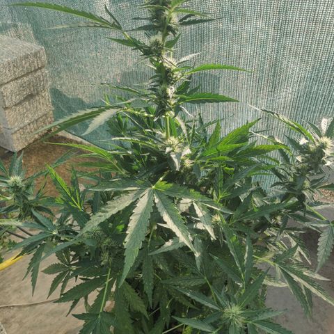 AutoEuforia growlog timeline photo
