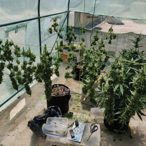 AutoEuforia growlog timeline photo