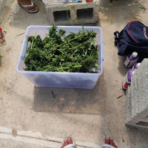 AutoEuforia growlog timeline photo