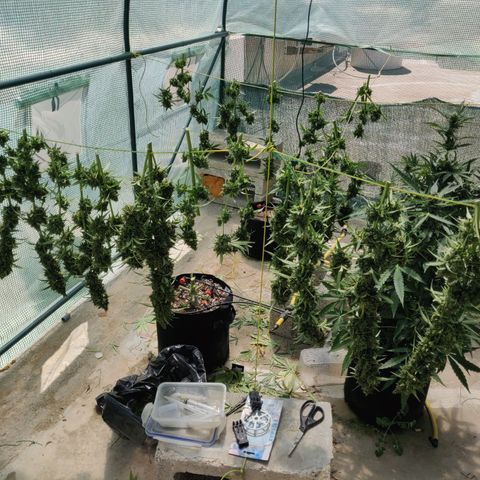 AutoEuforia growlog timeline photo