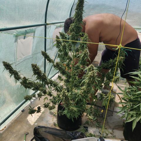 AutoEuforia growlog timeline photo
