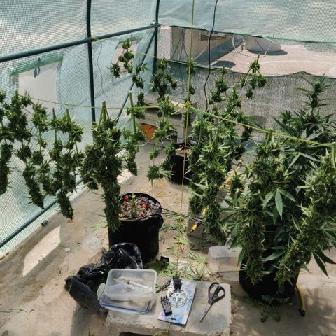AutoEuforia growlog timeline photo