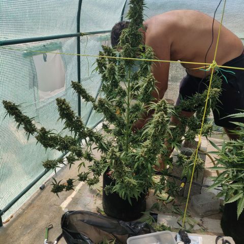 AutoEuforia growlog timeline photo
