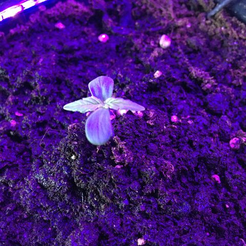 MCAMH #1 growlog timeline photo