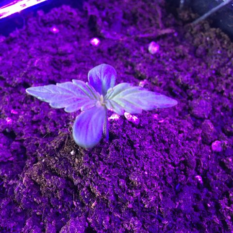 MCAMH #1 growlog timeline photo