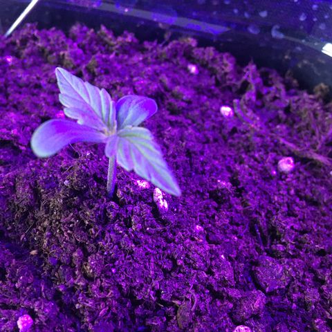 MCAMH #1 growlog timeline photo