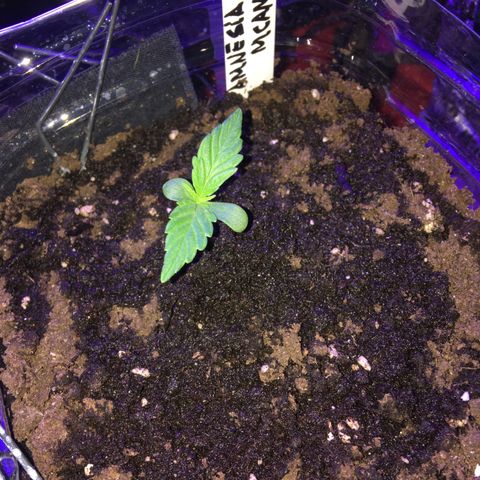 MCAMH #1 growlog timeline photo