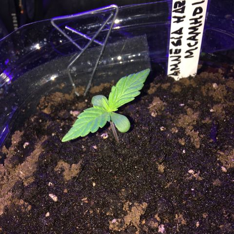 MCAMH #1 growlog timeline photo
