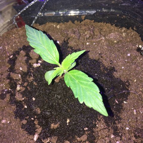 MCAMH #1 growlog timeline photo