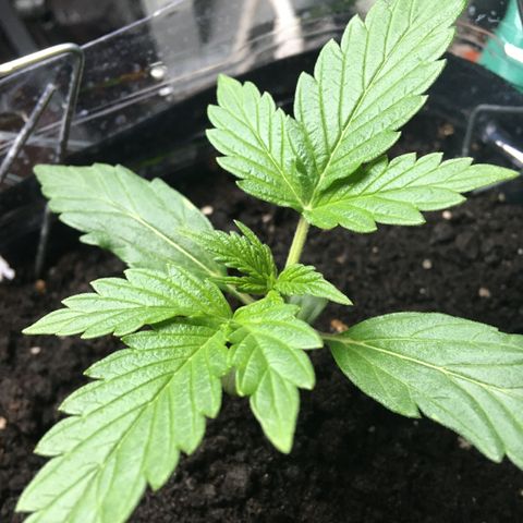 MCAMH #1 growlog timeline photo
