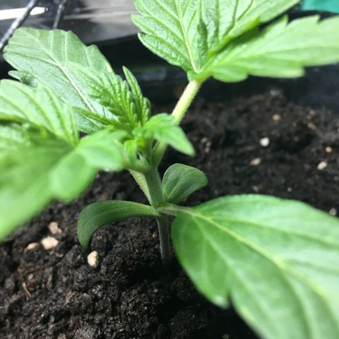 MCAMH #1 growlog timeline photo