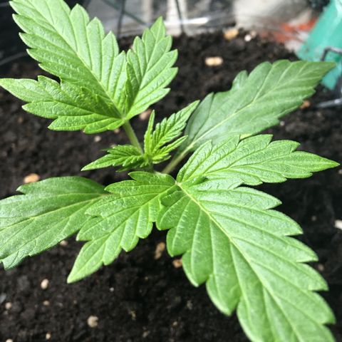 MCAMH #1 growlog timeline photo