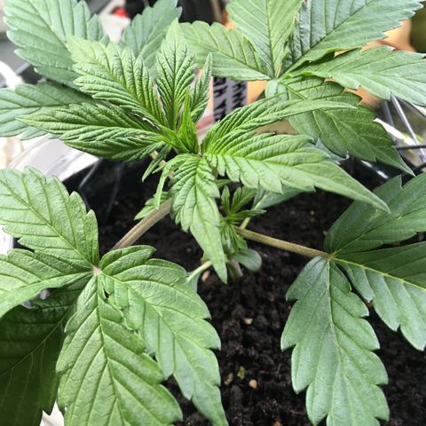 MCAMH #1 growlog timeline photo
