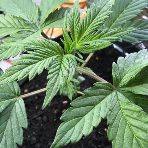 MCAMH #1 growlog timeline photo