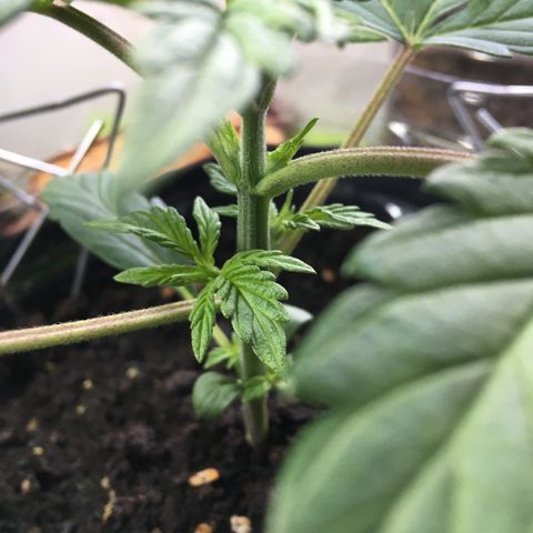 MCAMH #1 growlog timeline photo