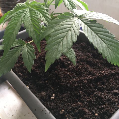 MCAMH #1 growlog photo: Cambio de maceta