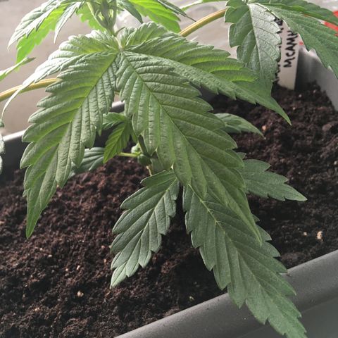 MCAMH #1 growlog timeline photo