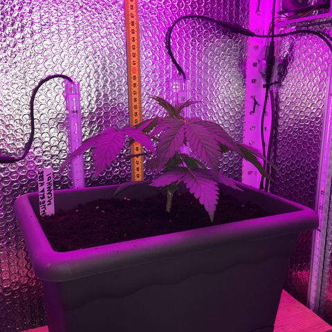 MCAMH #1 growlog timeline photo