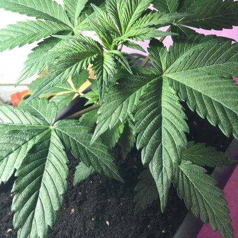 MCAMH #1 growlog timeline photo