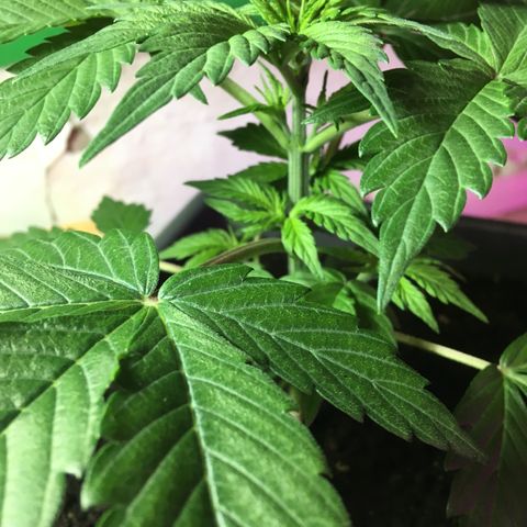MCAMH #1 growlog timeline photo