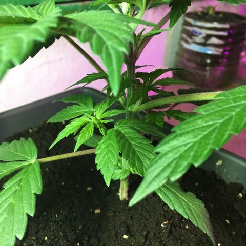 MCAMH #1 growlog timeline photo