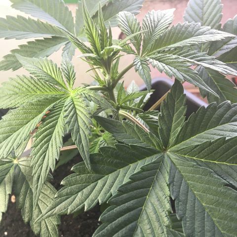 MCAMH #1 growlog timeline photo