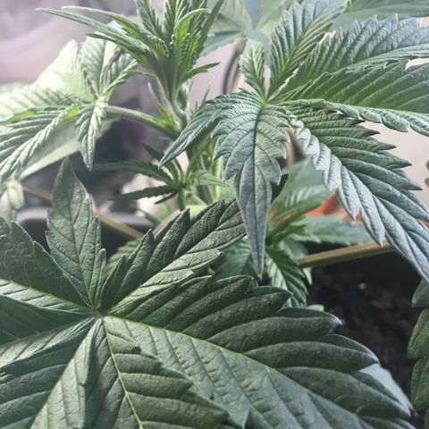 MCAMH #1 growlog timeline photo