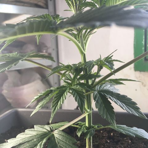 MCAMH #1 growlog timeline photo