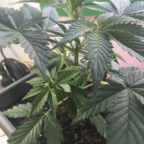 MCAMH #1 growlog timeline photo