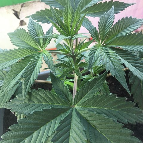 MCAMH #1 growlog timeline photo
