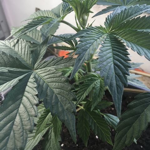 MCAMH #1 growlog timeline photo