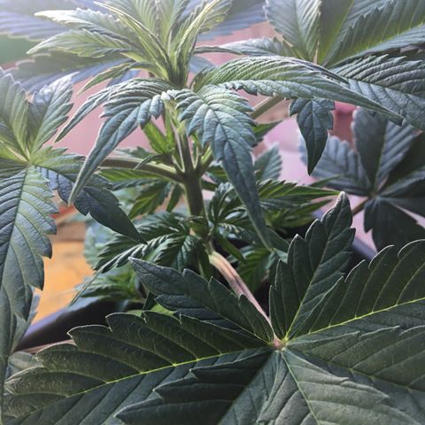 MCAMH #1 growlog timeline photo