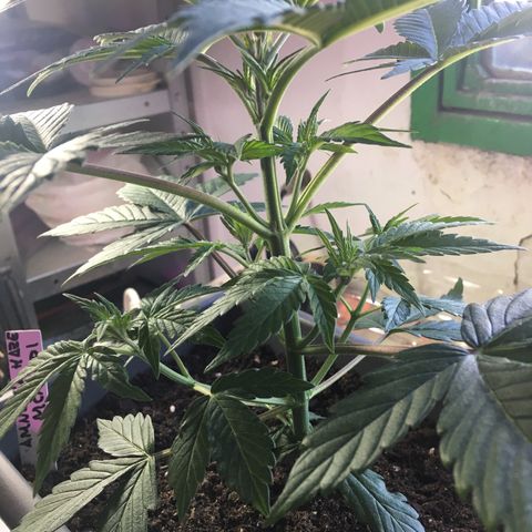 MCAMH #1 growlog timeline photo
