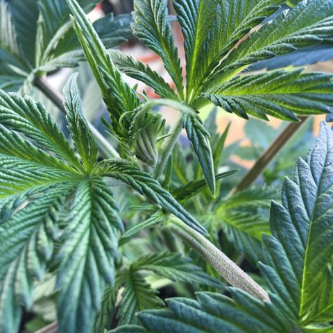 MCAMH #1 growlog timeline photo