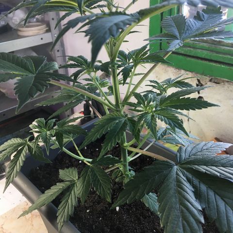 MCAMH #1 growlog timeline photo