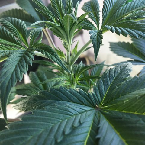 MCAMH #1 growlog timeline photo