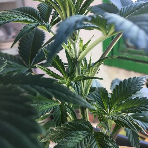 MCAMH #1 growlog timeline photo