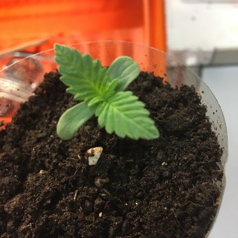 WCAPF #1 growlog timeline photo