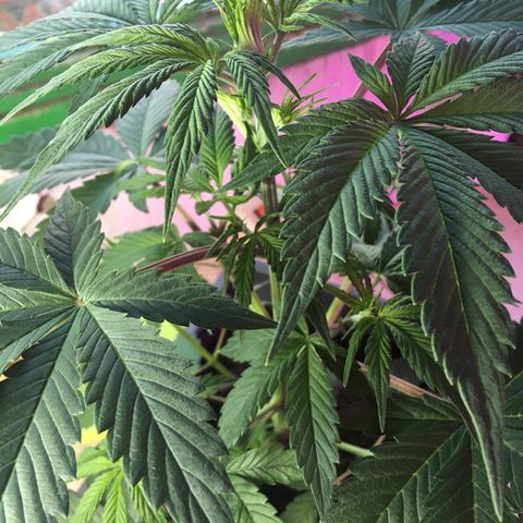 MCAMH #1 growlog timeline photo