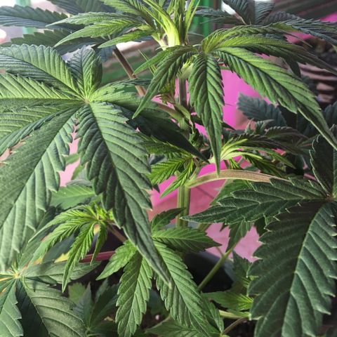 MCAMH #1 growlog timeline photo