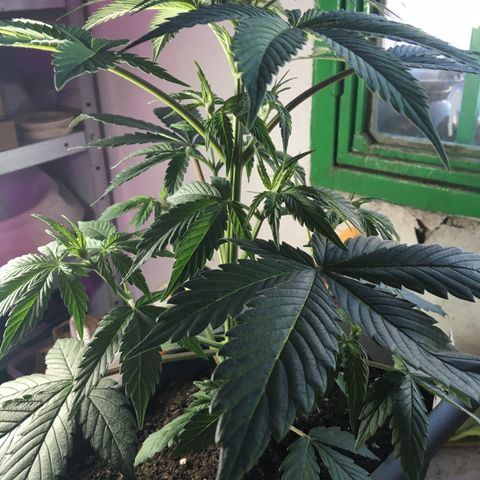 MCAMH #1 growlog timeline photo